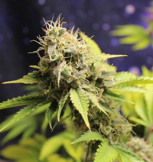 Vegan cooking. Week 15