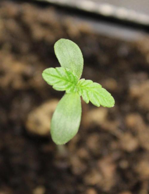 Pavaya Candy / Hidden Labs. Week 0