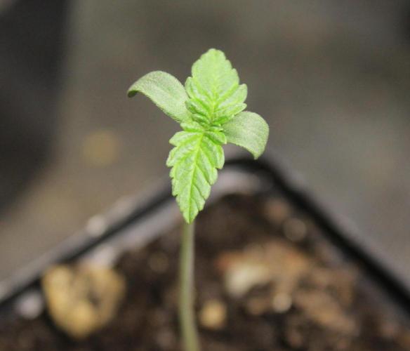 Cobalt Haze / Sensi Seeds. Week 0