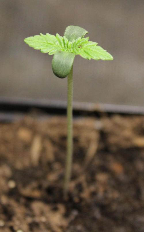 Michka / Sensi Seeds. Week 0