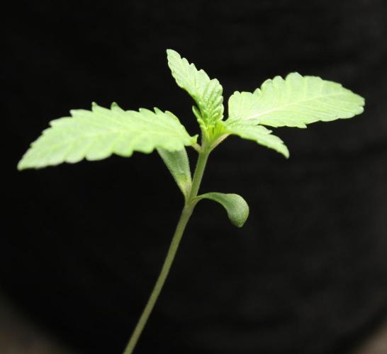 Cobalt Haze / Sensi Seeds. Week 1