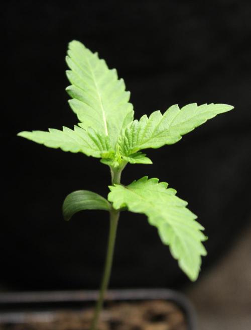 Michka / Sensi Seeds. Week 1