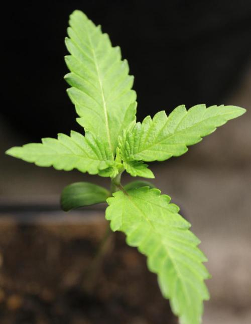 Michka / Sensi Seeds. Week 1