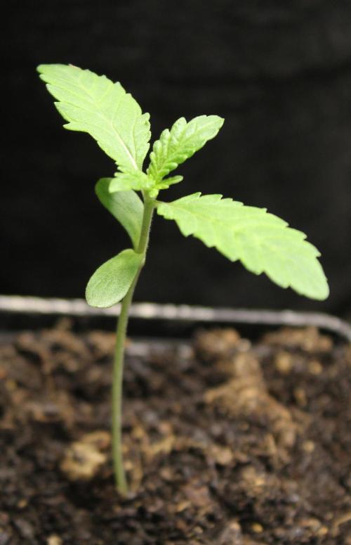 Pavaya Candy / Hidden Labs. Week 1