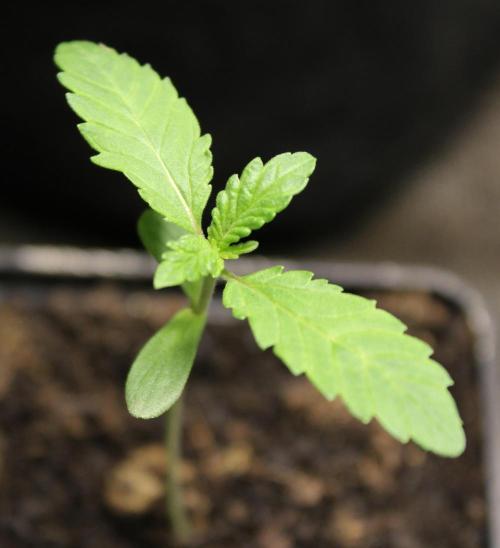 Pavaya Candy / Hidden Labs. Week 1