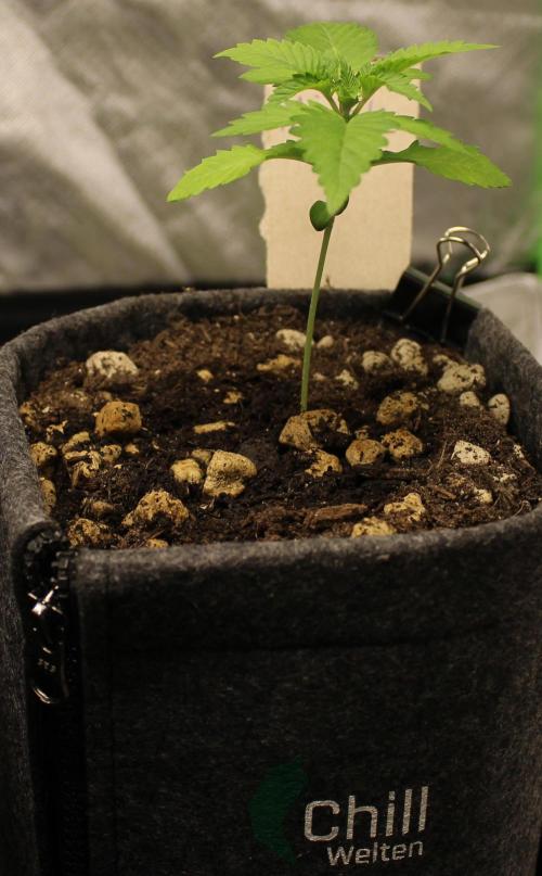 Michka / Sensi Seeds. Week 2