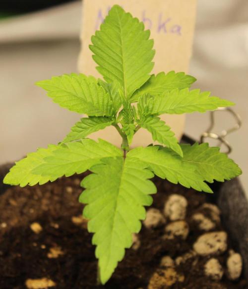 Michka / Sensi Seeds. Week 2