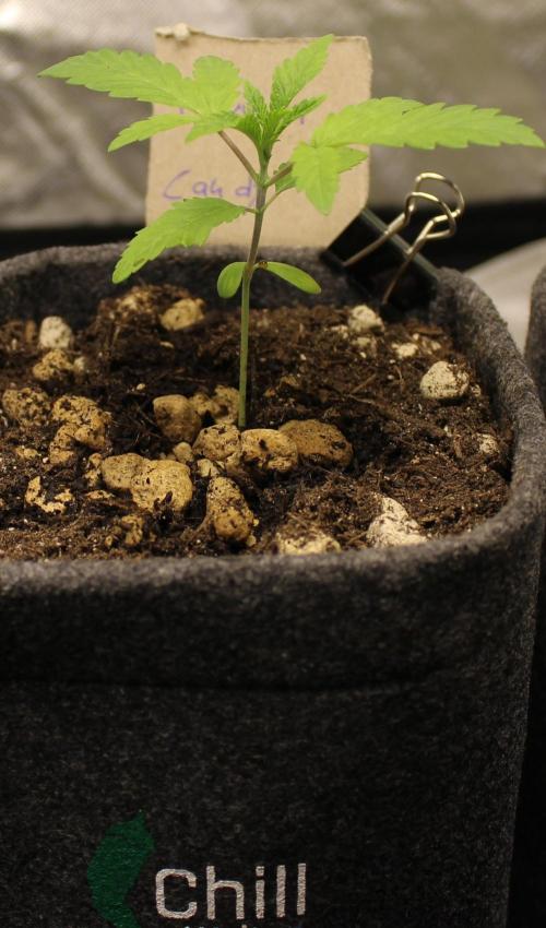 Pavaya Candy / Hidden Labs. Week 2