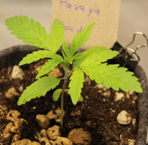 Pavaya Candy / Hidden Labs. Week 2