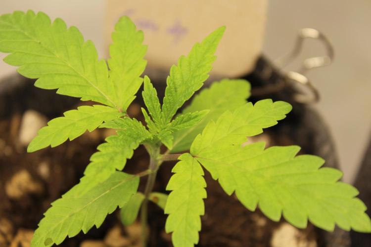 Pavaya Candy / Hidden Labs. Week 2