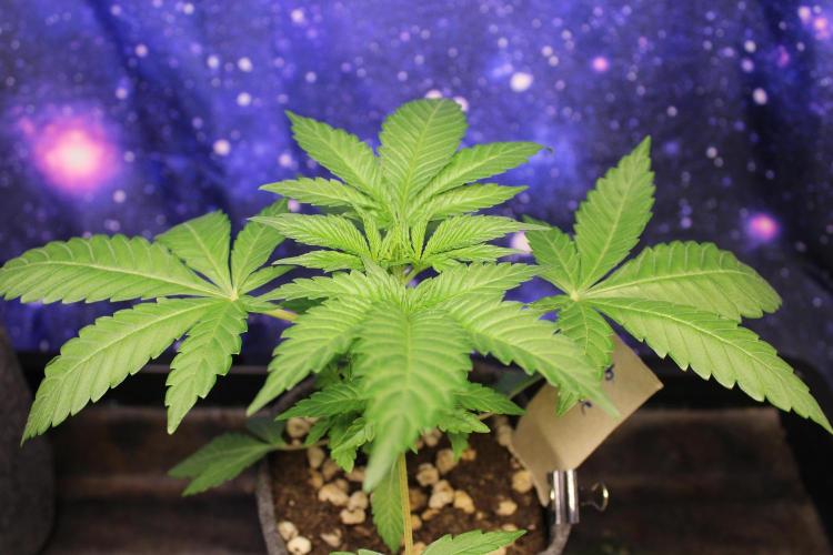 Cobalt Haze / Sensi Seeds. Week 3