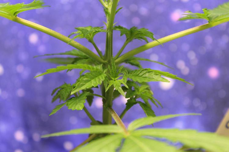 Cobalt Haze / Sensi Seeds. Week 3