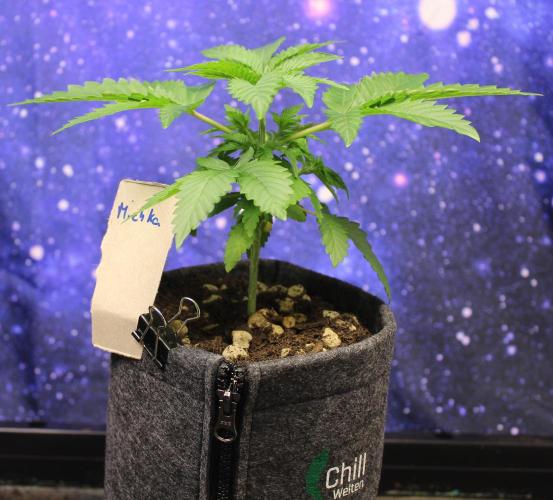 Michka / Sensi Seeds. Week 3