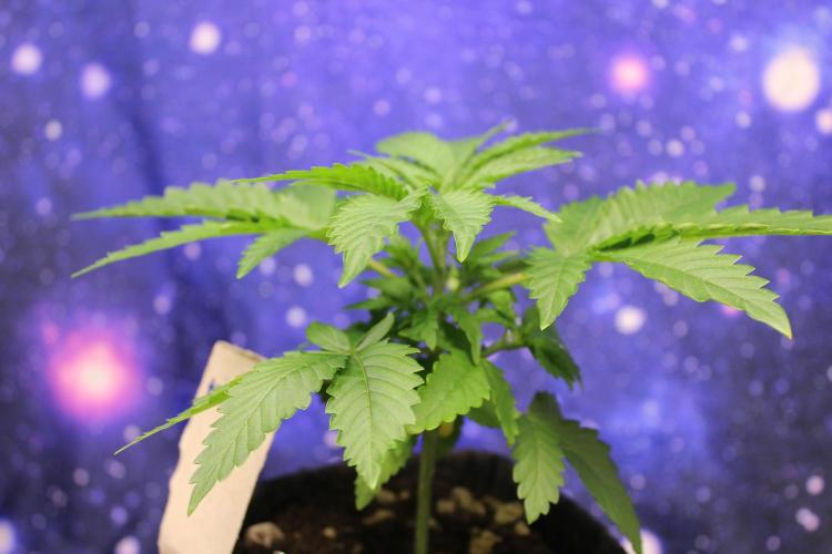 Michka / Sensi Seeds. Week 3