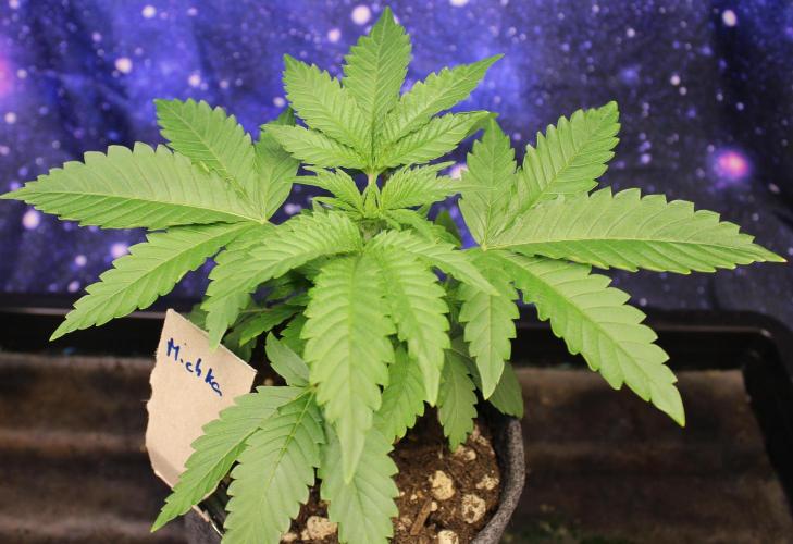 Michka / Sensi Seeds. Week 3