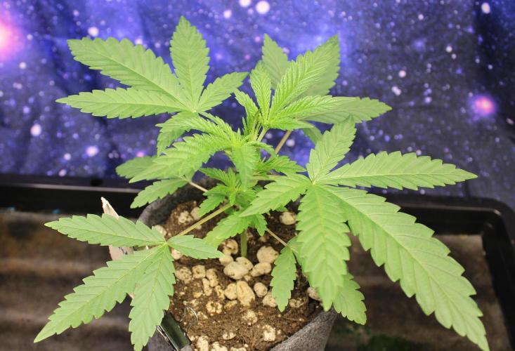 Pavaya Candy / Hidden Labs. Week 3