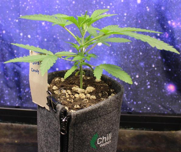 Pavaya Candy / Hidden Labs. Week 3