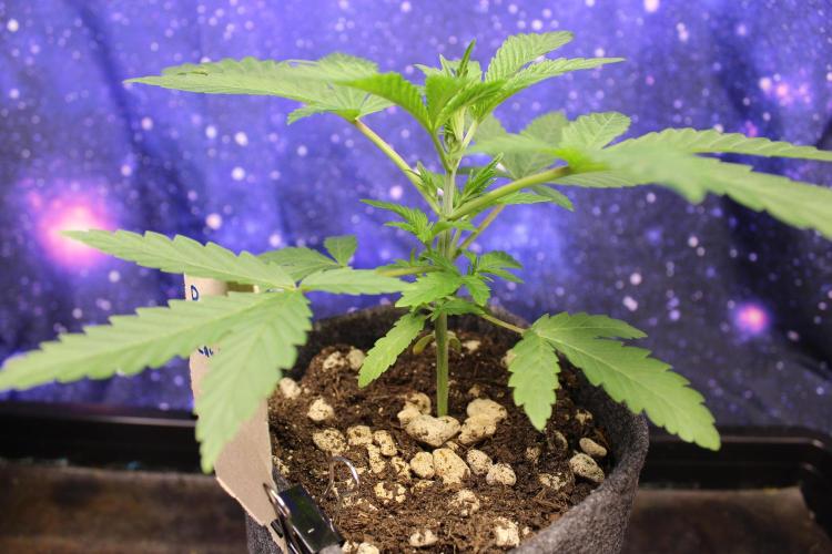 Pavaya Candy / Hidden Labs. Week 3