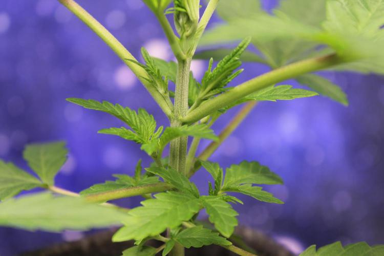 Pavaya Candy / Hidden Labs. Week 3