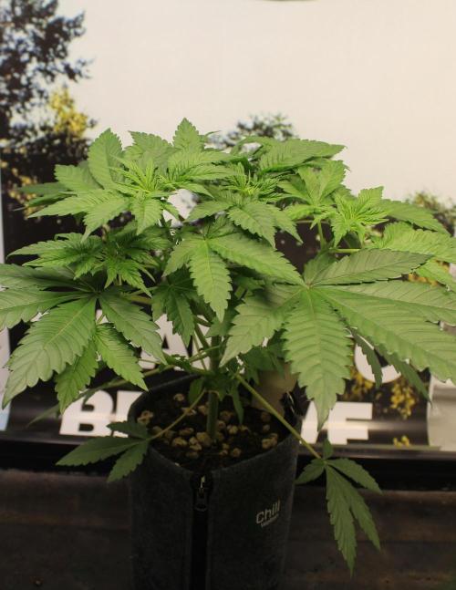 Cobalt Haze / Sensi Seeds. Week 4