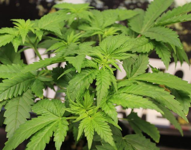 Michka / Sensi Seeds. Week 4