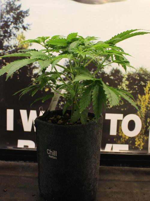 Michka / Sensi Seeds. Week 4