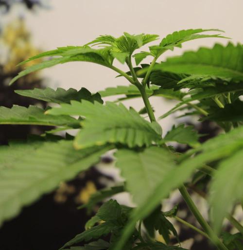 Michka / Sensi Seeds. Week 4