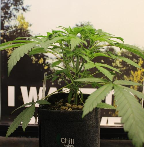 Pavaya Candy / Hidden Labs. Week 4