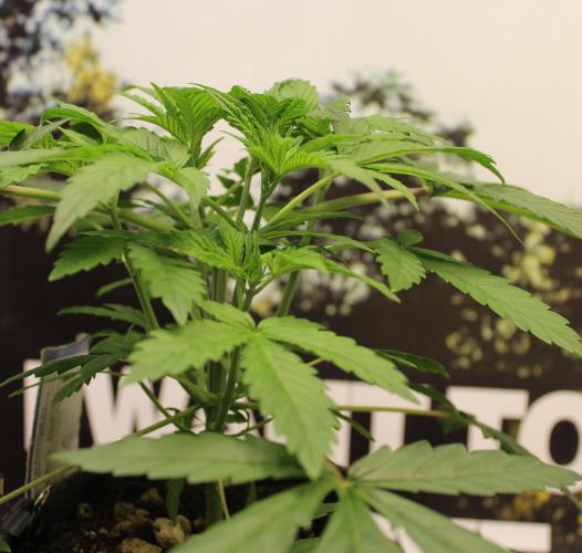 Pavaya Candy / Hidden Labs. Week 4
