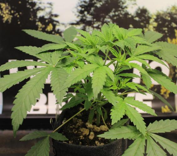 Pavaya Candy / Hidden Labs. Week 4