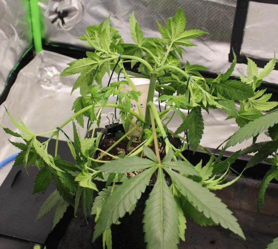 Cobalt Haze / Sensi Seeds. Week 5 - Blütetag 7
