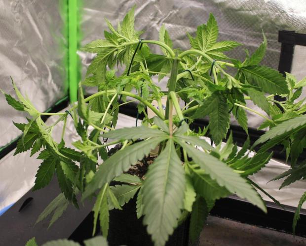 Cobalt Haze / Sensi Seeds. Week 5 - Blütetag 7