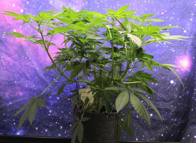 Cobalt Haze / Sensi Seeds. Week 5 - Blütetag 14