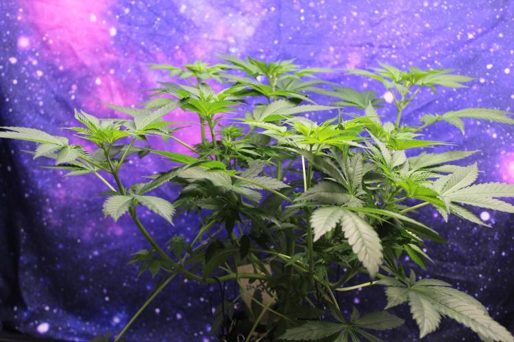 Cobalt Haze / Sensi Seeds. Week 5