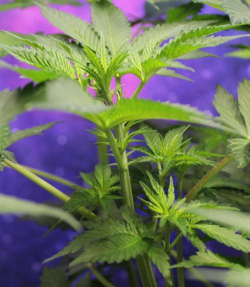 Cobalt Haze / Sensi Seeds. Week 5