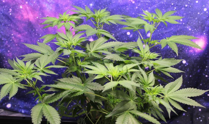 Cobalt Haze / Sensi Seeds. Week 5