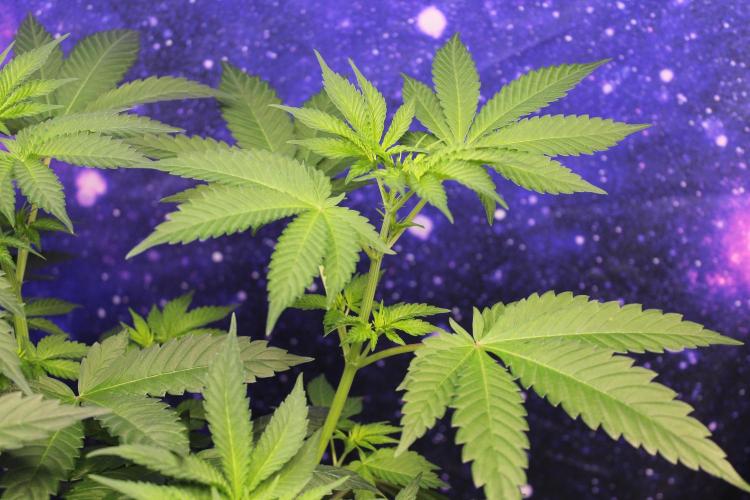 Grow Tent MyHomeGrow 140x140x200. Week 5