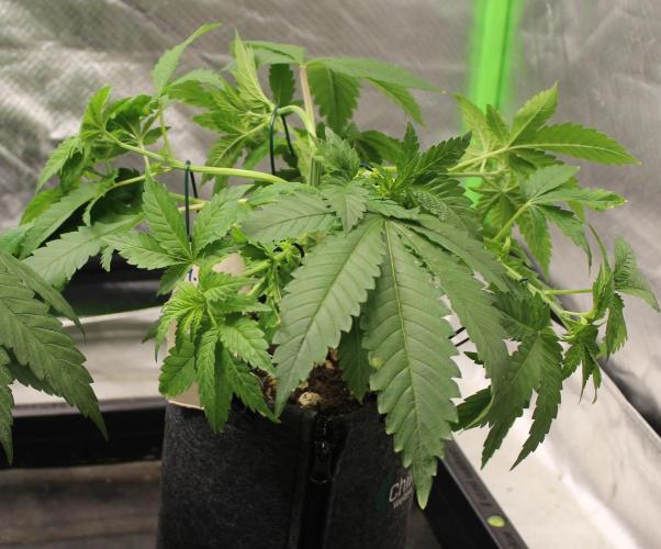 Michka / Sensi Seeds. Week 5 - Blütetag 7