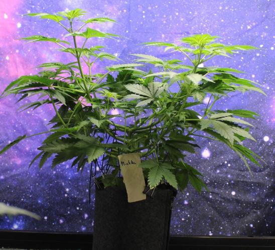 Michka / Sensi Seeds. Week 5 - Blütetag 14