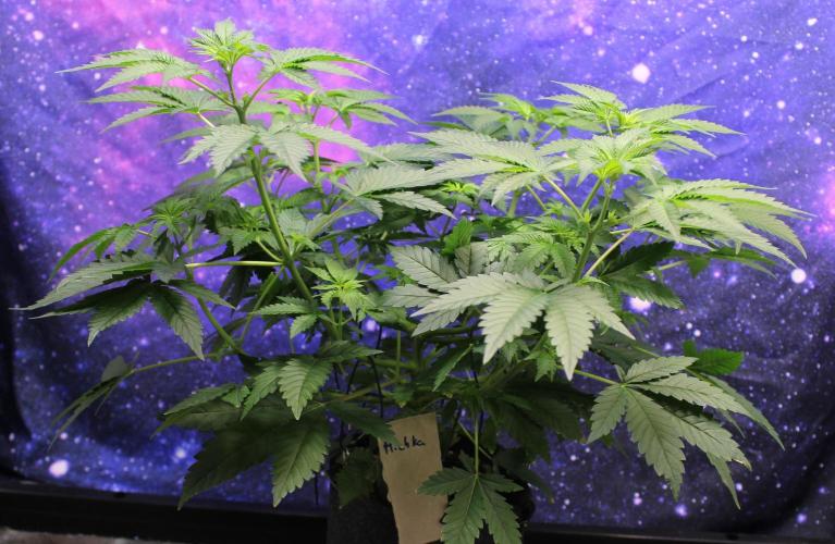 Michka / Sensi Seeds. Week 5