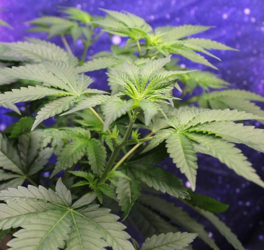 Michka / Sensi Seeds. Week 5