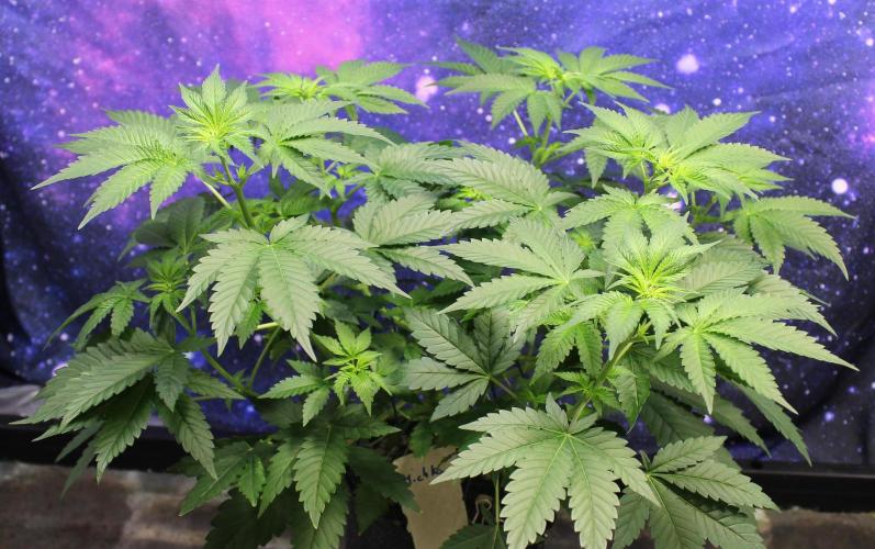 Michka / Sensi Seeds. Week 5