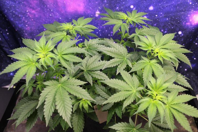 Michka / Sensi Seeds. Week 5
