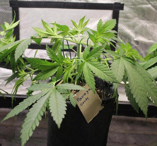 Pavaya Candy / Hidden Labs. Week 5 - Blütetag 7