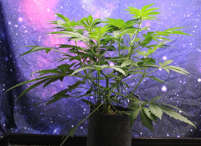 Pavaya Candy / Hidden Labs. Week 5 - Blütetag 14