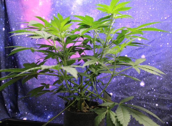 Pavaya Candy / Hidden Labs. Week 5