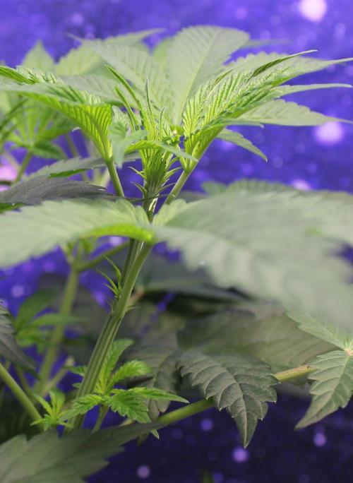 Pavaya Candy / Hidden Labs. Week 5