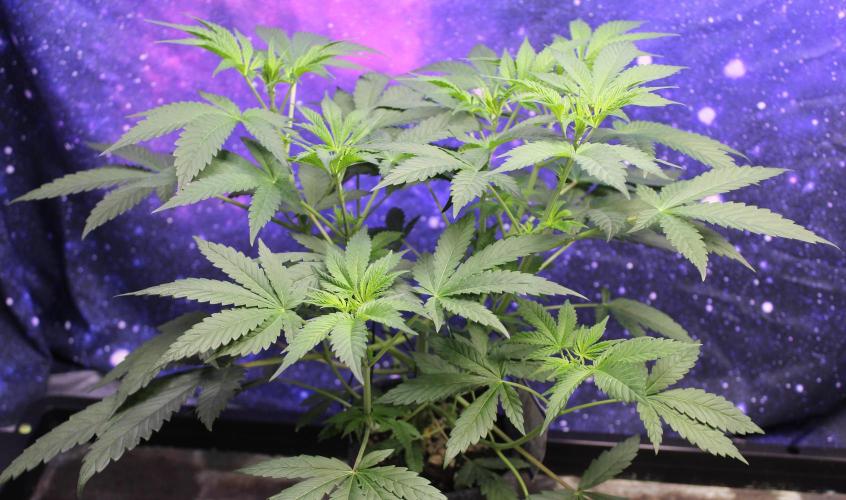 Pavaya Candy / Hidden Labs. Week 5