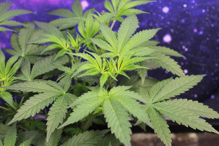 Pavaya Candy / Hidden Labs. Week 5