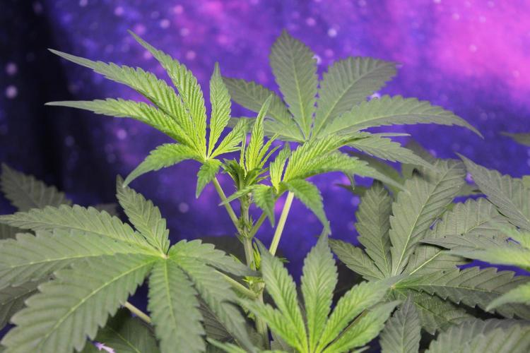 Pavaya Candy / Hidden Labs. Week 5